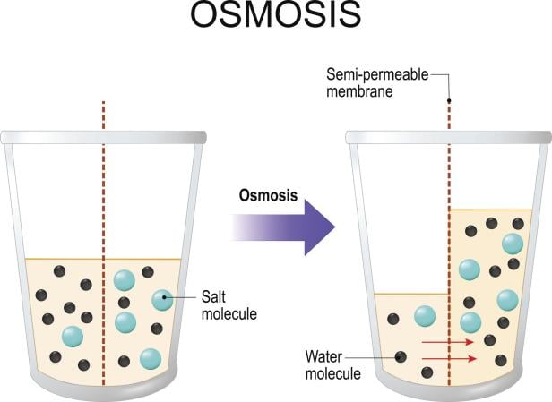 Osmose