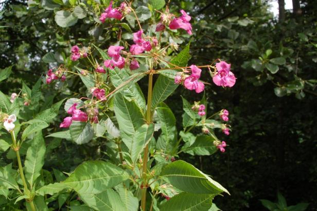 Das drüsige Springkraut ist eine invasive Pflanze, die in Berglandschaften auf dem Vormarsch ist. 