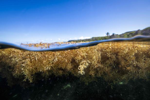 FILES-FRANCE-OVERSEAS-ENVIRONMENT-SEAWEED