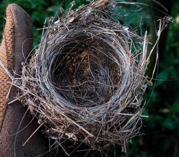 Vögel in der Ukraine bauen Nester aus Glasfaserkabel
