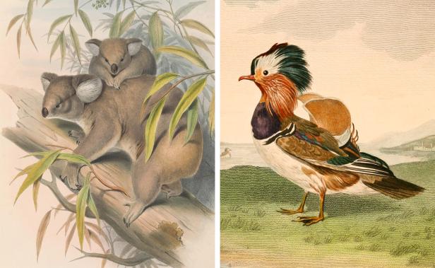 the-art-of-fauna-2.jpg