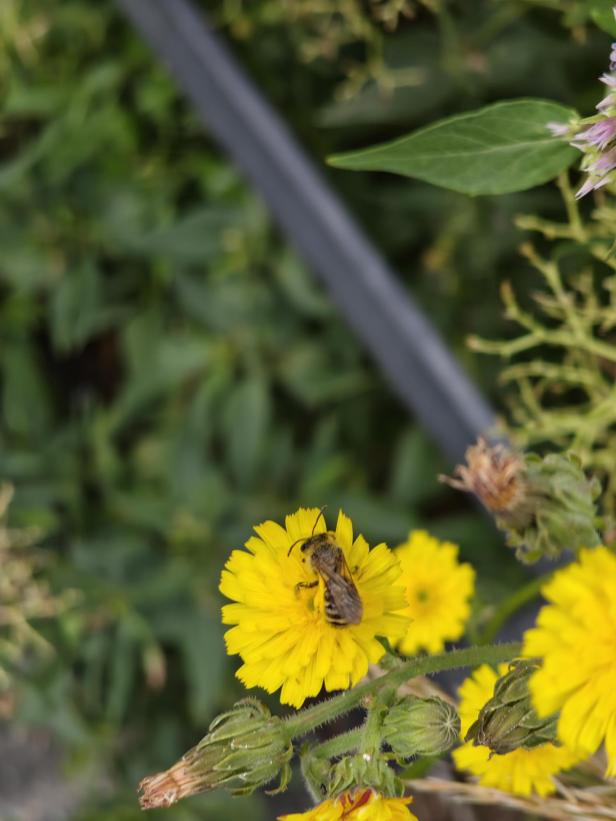 Eine Biene sitzt auf einer gelben Blüte.