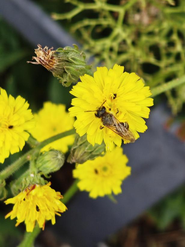 Eine Biene sammelt Nektar auf einer gelben Wiesenblume.