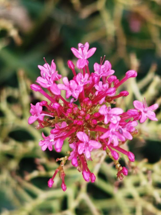 Nahaufnahme einer Gruppe von rosafarbenen Blüten vor einem unscharfen Hintergrund.