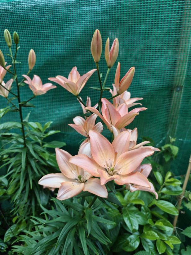 Eine Gruppe von rosa Lilien blüht vor einem grünen Hintergrund.