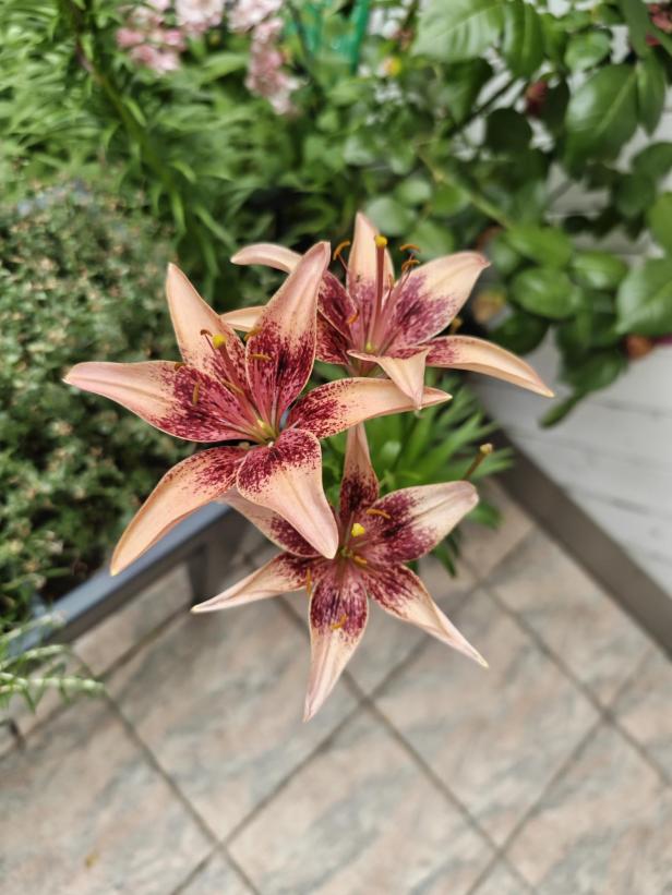 Drei Lilienblüten mit rosa- und weinroten Farbtönen im Garten.