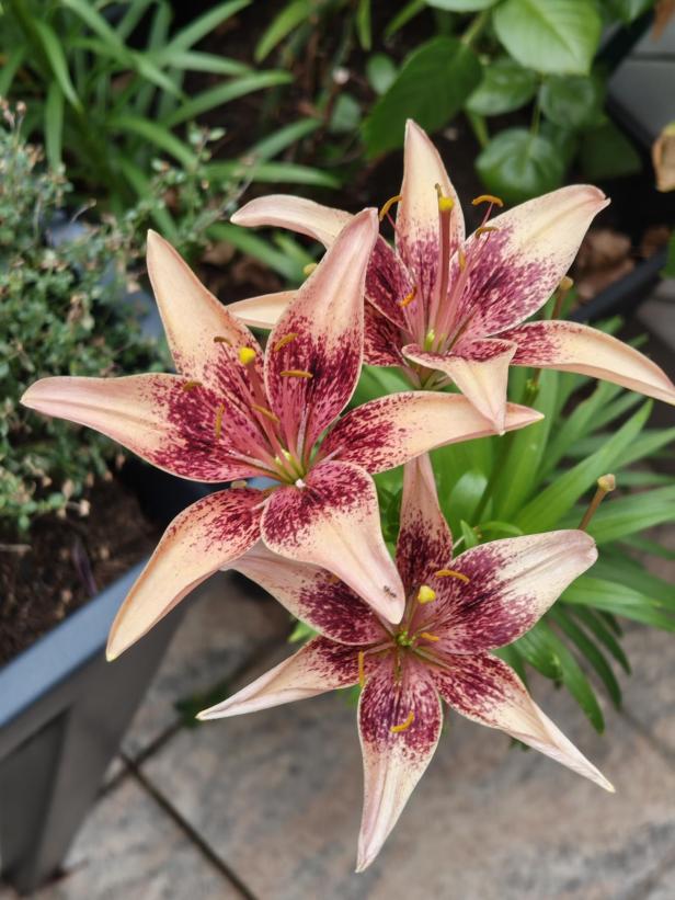 Drei Tigerlilien mit rosa-weiß gefleckten Blütenblättern blühen.