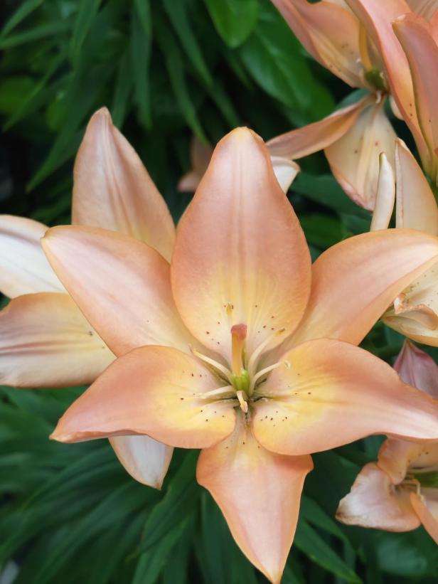 Eine orangefarbene Lilienblüte vor einem grünen Hintergrund.