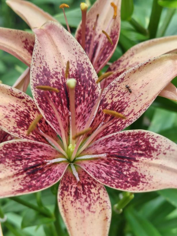 Nahaufnahme einer rosa-rot gefleckten Lilienblüte mit einer Ameise auf einem Blütenblatt.
