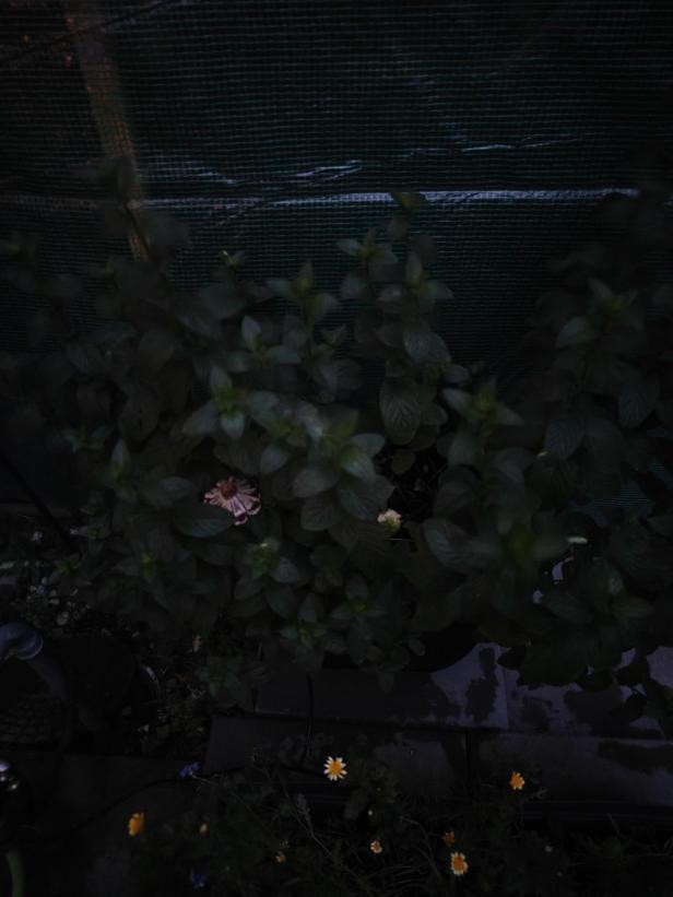 Nicht akzeptables Nachtfoto.