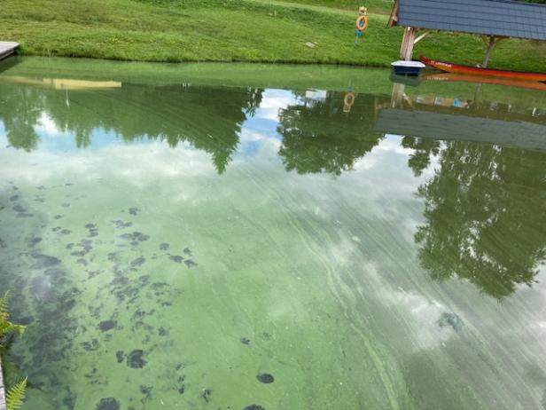 Cyanobakterien erkennt man an einer Trübung des Wassers, Schlieren und eine blaue oder grüne Farbe. Cyanobakterien erkennt man an einer Trübung des Wassers, Schlieren und eine blaue oder grüne Farbe.