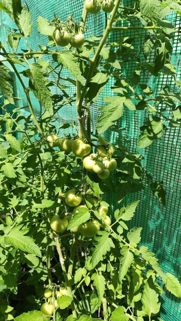 Tomaten