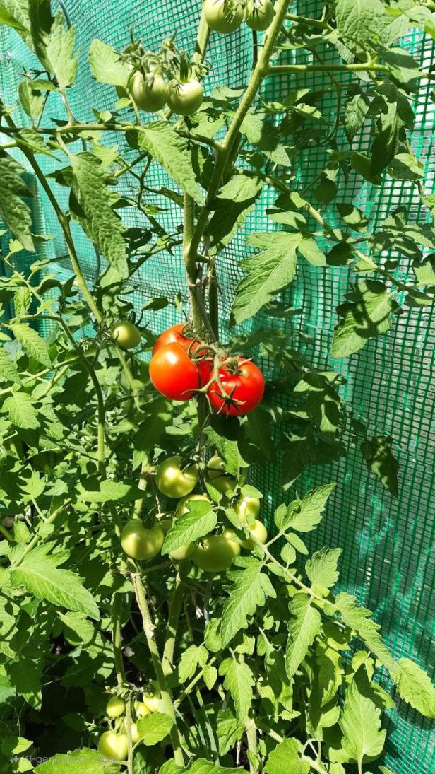Tomaten