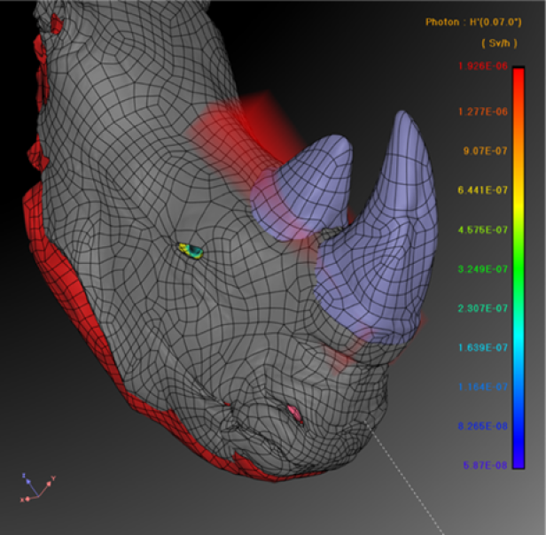 Simulation der Menge an Radioaktivität im Horn Simulation der Menge an Radioaktivität im Horn