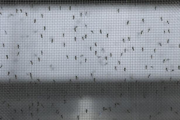 Die genetisch veränderten und gezüchteten Insekten entahlten das Bakterium Wolbachia. "Aedes do Bem", a modified mosquito, to be used as dengue fever control in Brazil