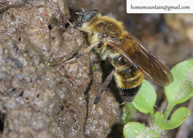 Eine Sinothereva shangui-Fliege.