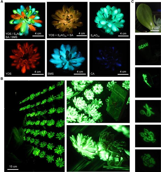 Die Sukkulenten wurden mit Phosphor-Partikeln zum Leuchten gebracht. 