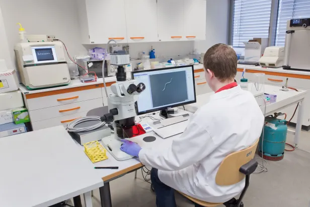 Untersuchung des Fadenwurms Caenorhabditis elegans.