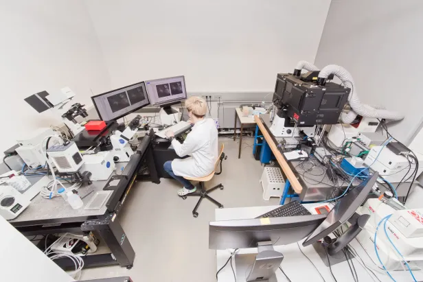 Fluoreszenzmikroskopie von in-vitro Zellkultursystemen.