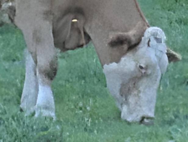 Eine braune Kuh frisst Gras auf einer grünen Wiese.