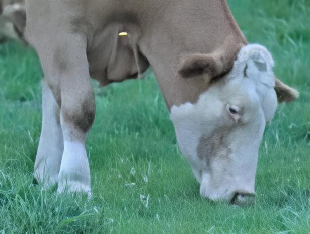 Eine braun-weiße Kuh frisst Gras auf einer Wiese.