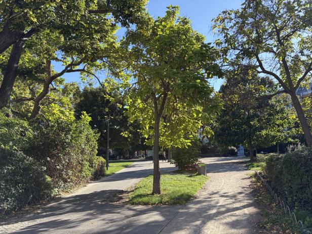 Ein Weg führt durch einen sonnigen Park mit Bäumen und Büschen.