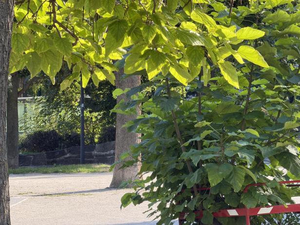 Blick durch das Blätterdach eines Baumes in einem Park.