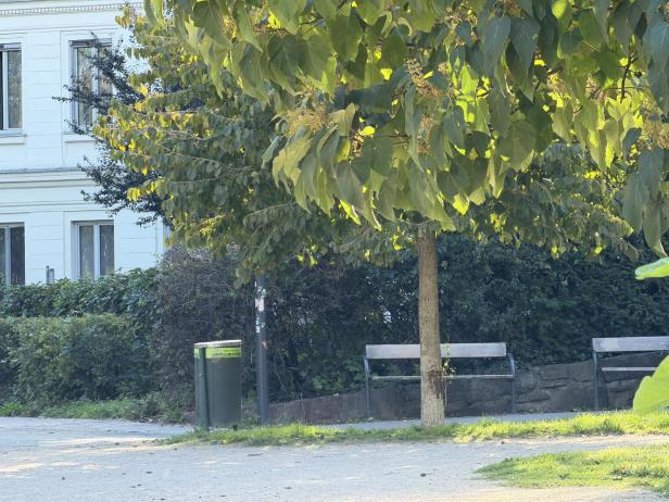 Ein Baum mit hellgrünen Blättern steht in einem Park mit Bänken und einem Papierkorb.