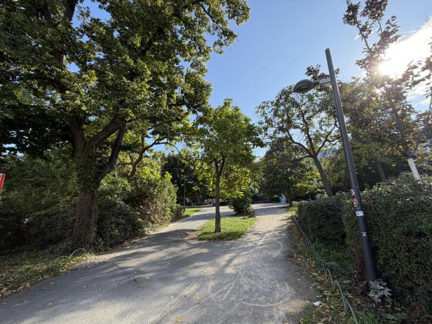 Ein Weg gabelt sich in einem Park mit Bäumen und Büschen.