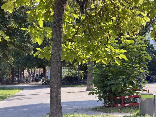 Ein Parkweg mit Bäumen und Menschen im Hintergrund, aufgenommen mit einem iPhone 17 Pro Max.