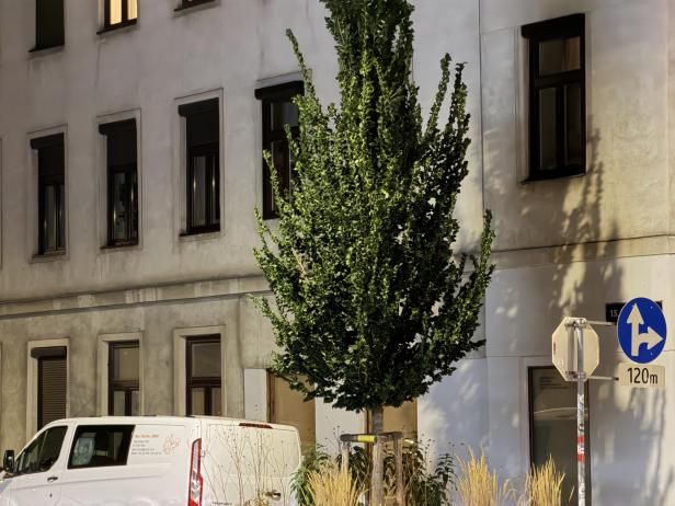 Ein Baum vor einem Gebäude mit einem Lieferwagen und einem Verkehrsschild im Vordergrund.