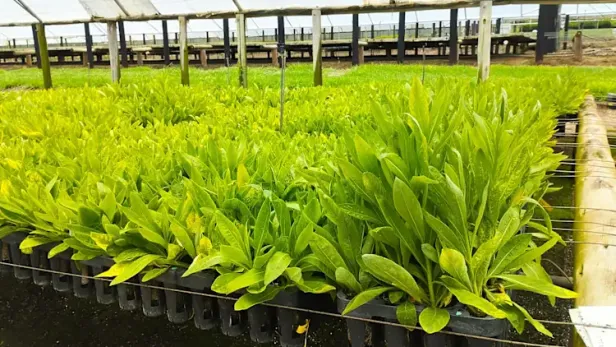 Die Pflanzen im Gewächshaus.