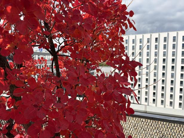 Beispielbild mit dem iPhone 17