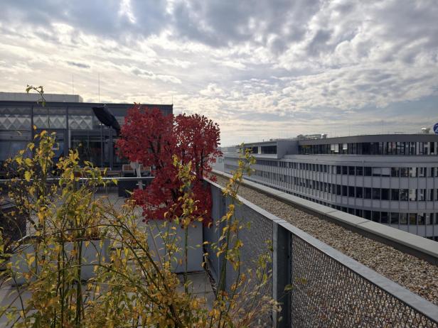 Vivo X300 Pro: Foto mit der Hauptkamera