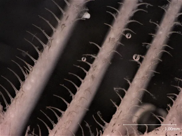 Die Kiemenreusen sind mit Zähnchen bedeckt, die eine Netzstruktur bilden, die die Partikel auffängt. 