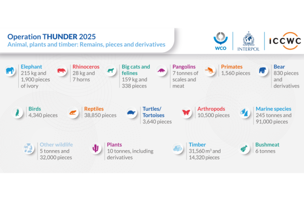 Infografik zu beschlagnahmten Wildtieren, Pflanzen und Holz bei Operation Thunder 2025.