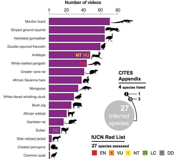 Balkendiagramm zeigt die auf TikTok am häufigsten angebotenen Wildtierarten aus Lomé, darunter auch gefährdete Arten wie das Weißbauch-Schuppentier und Antilopen.