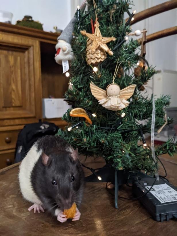 Ratte frisst vor einem kleinen, geschmückten Weihnachtsbaum auf einem Holztisch.