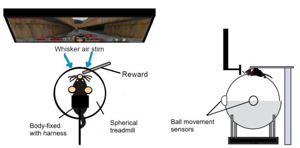 Schematische Darstellung einer Ratte in einer VR-Umgebung mit Belohnungs- und Sensorsystem.