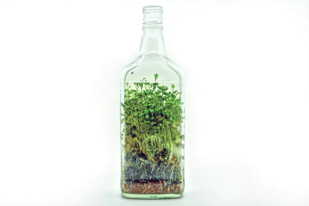 In einer Glasflasche wachsen Kräuter heran.