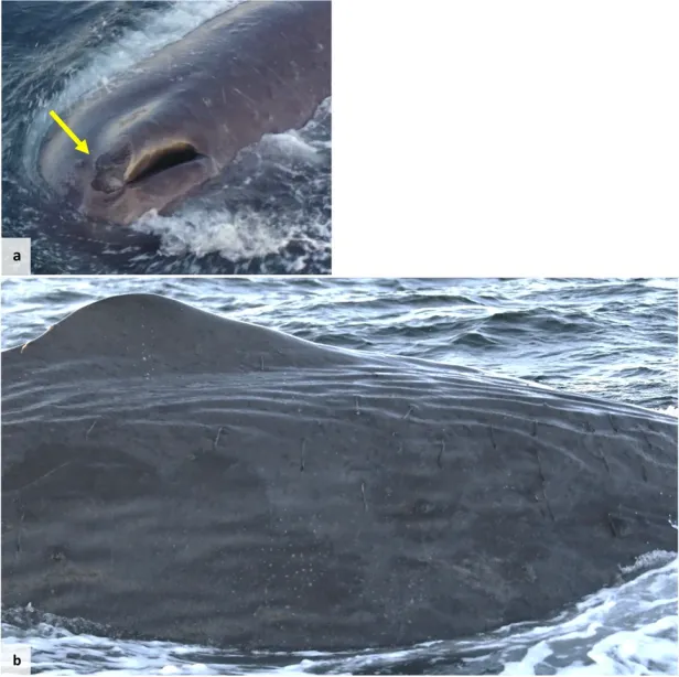Nahaufnahme eines Wals mit Blasloch und Rücken an der Wasseroberfläche im Meer.