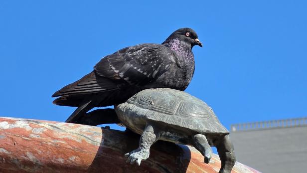 Taube sitzt auf einer Schildkrötenskulptur vor blauem Himmel.