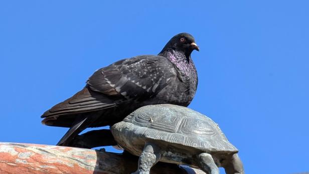 Taube sitzt auf einer Schildkrötenskulptur vor blauem Himmel.