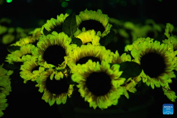 Im Dunkeln leuchtende Sonnenblumen.