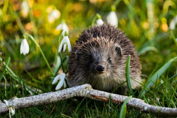 Ein Igel läuft im Frühlingsgras zwischen Schneeglöckchen – Symbol für die Bedeutung von Tierschutz bei der Nutzung von Mährobotern im Garten.