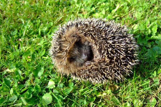 Mähroboter mit Tiererkennung erkennt zusammengerollten Igel, der auf grünem Gras liegt.