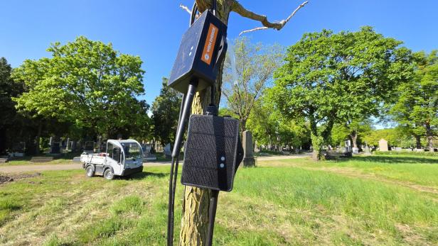 Sendemodule an einem Baum im Zentralfriedhof, im Hintergrund Grabsteine.