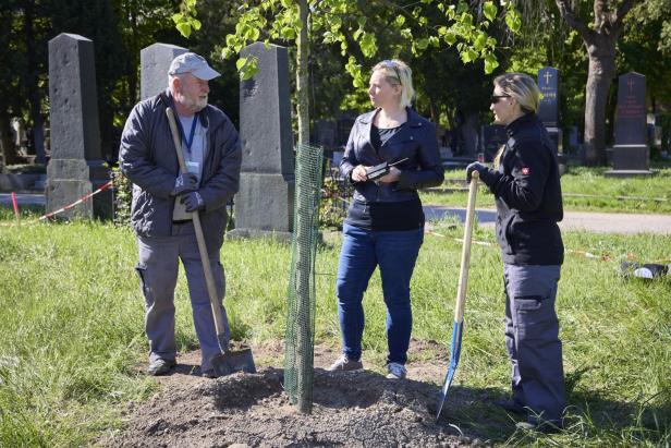 Drei Personen stehen mit Schaufeln an einem frisch gepflanzten Jungbaum auf einem Friedhof.