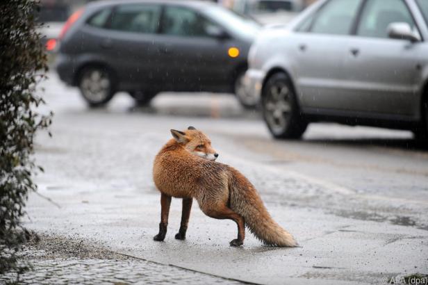 Ein Fuchs steht auf einem nassen Gehweg und blickt sich um, während Autos auf der Straße vorbeifahren.