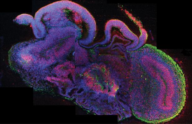 Fluoreszenzmikroskopische Aufnahme eines Gewebeschnitts mit komplexen, in Blau, Rot und Grün leuchtenden Zellstrukturen vor schwarzem Hintergrund.